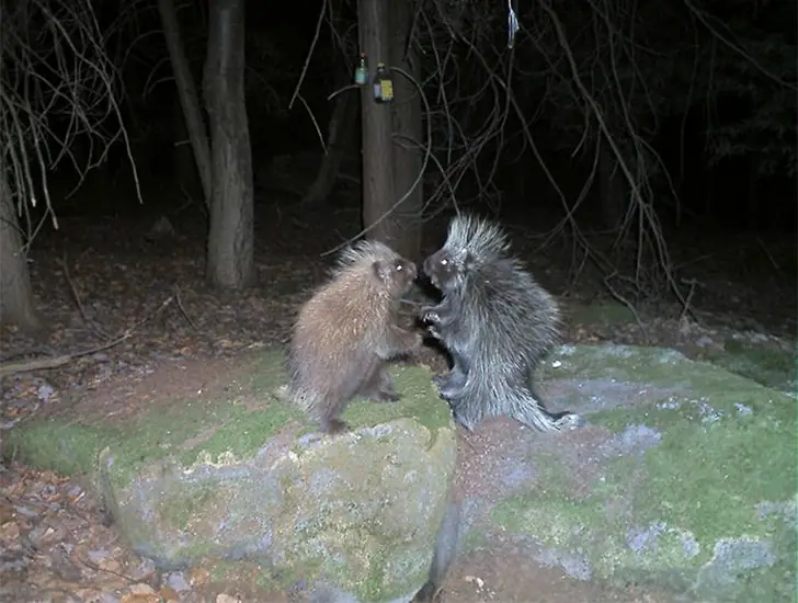 Ballroom Dancing For Porcupines