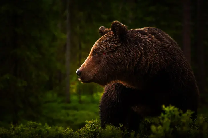 Trusting the Wild Heart