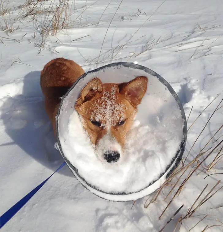 Just a Sad Dog and Its Cone