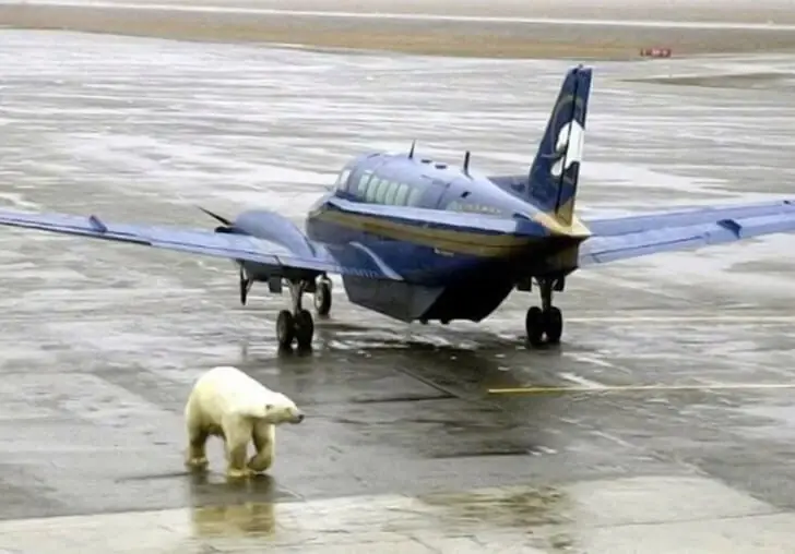 Ice Bear Meets Sky Bird