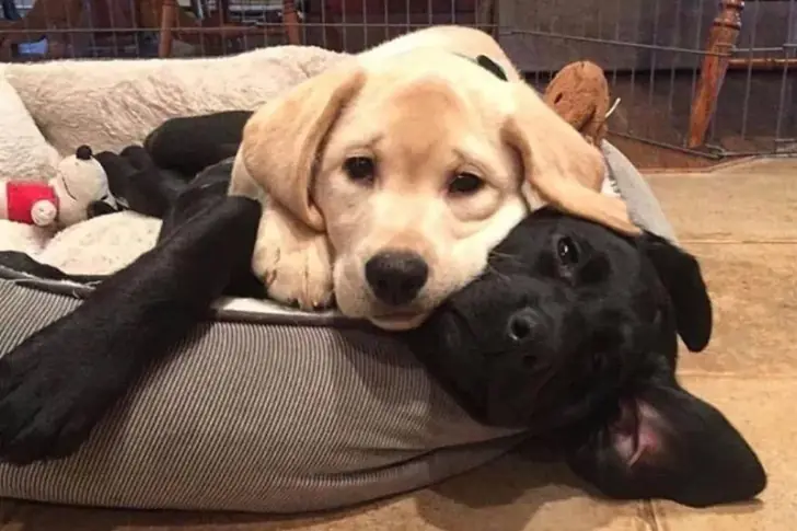 Twins Like No Others