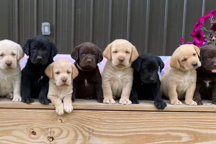 A Rainbow of Fur