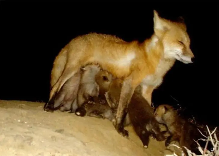 The Tired But Proud Fox Mom
