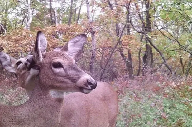 When Whitetails Whisper
