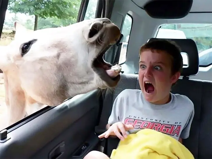 Donkey Drive-Thru