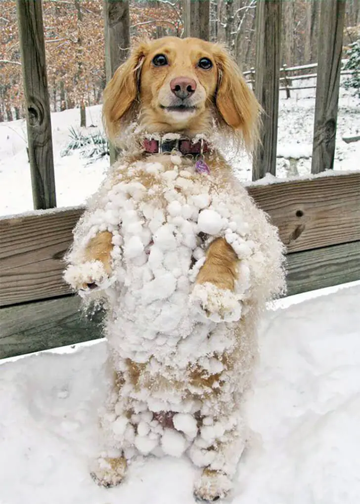 Short Legs, Big Winter Spirit