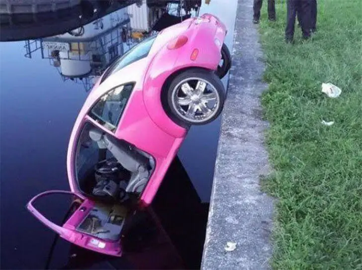 The Great Beetle Dive