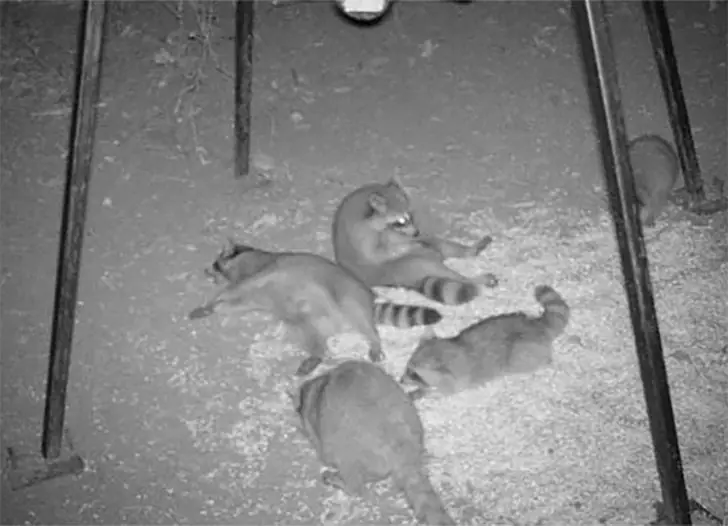 Nachtschwärmer im Wald