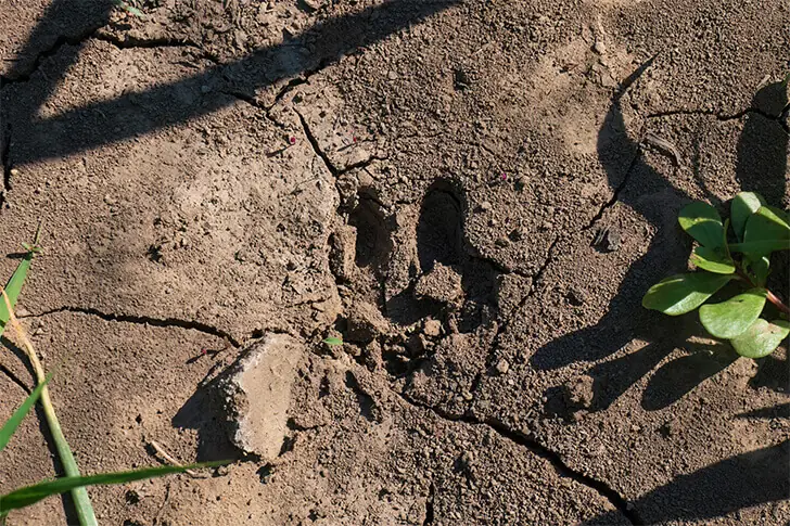 L’intrigue continuait à s’épaissir avec la découverte de traces de pas