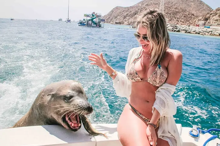 Sea Lion Demands a Toll