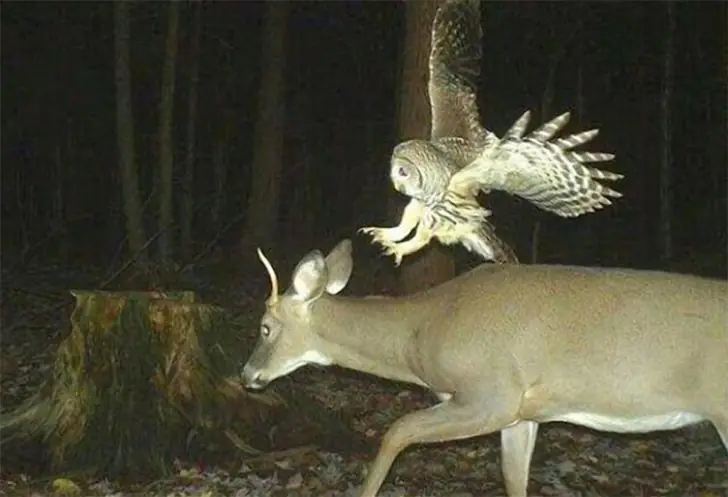 Owl vs. Deer: The Surprise Midnight Rodeo