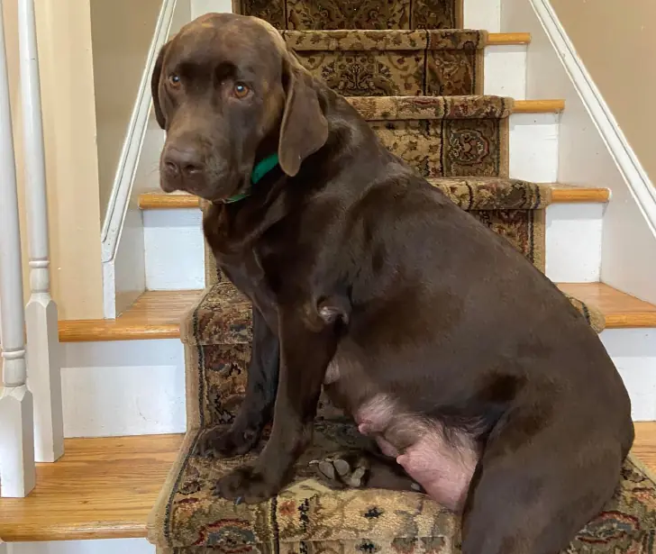Lola’s New Normal