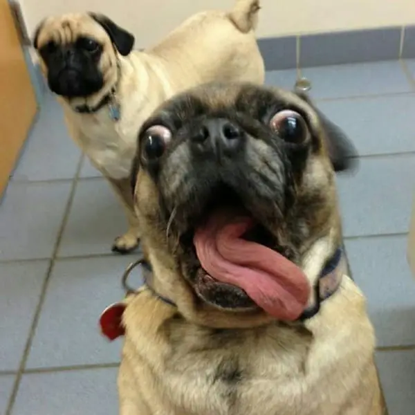 Selfie-Meister