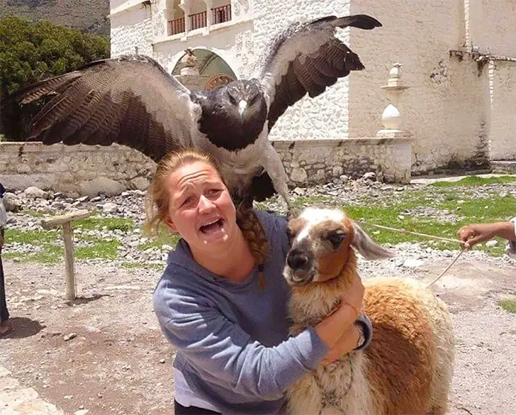 When Feathers Collide