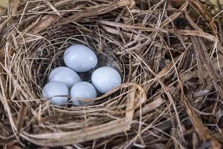 L’opération a révélé des œufs d’une espèce interdite dans le parc
