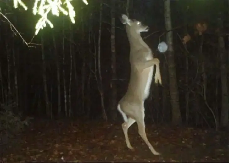 The Midnight Boxer of the Forest