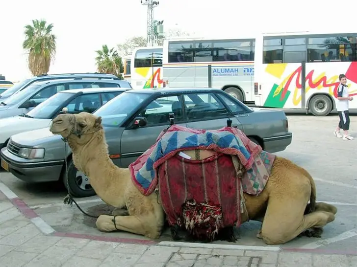 Parkplatz für Kamele? Nur in Dubai!