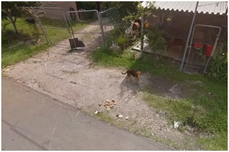 Ein Tag im Leben eines Hundes