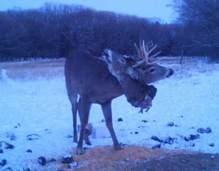 Trophy of the Tundra