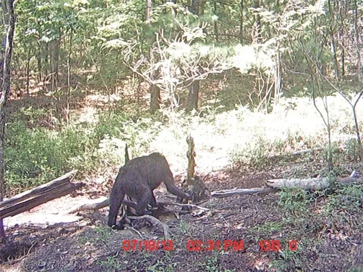 A Cryptid Stroll or Just a Bear?