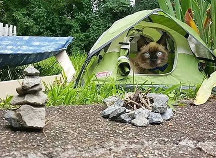 Queen of Cozy Camping