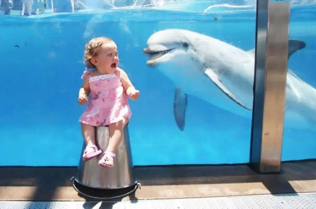 Dolphin Greetings and Little Screams