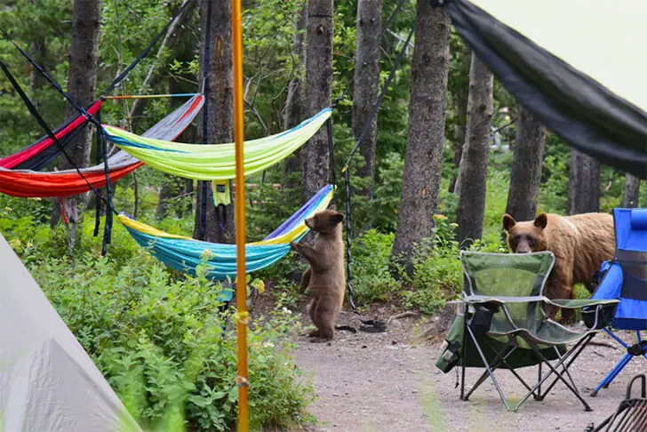 Überraschungsgäste im Campingidyll