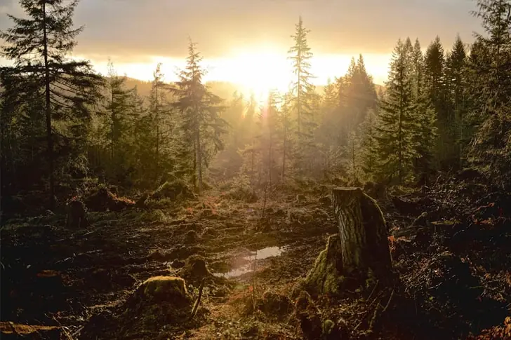 Le parc a retrouvé sa sérénité au grand bonheur du garde forestier