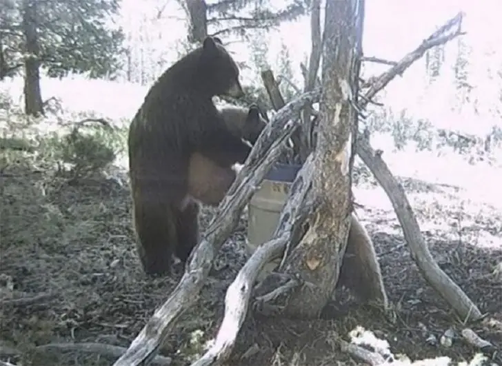 Motherhood 101: Bear Edition