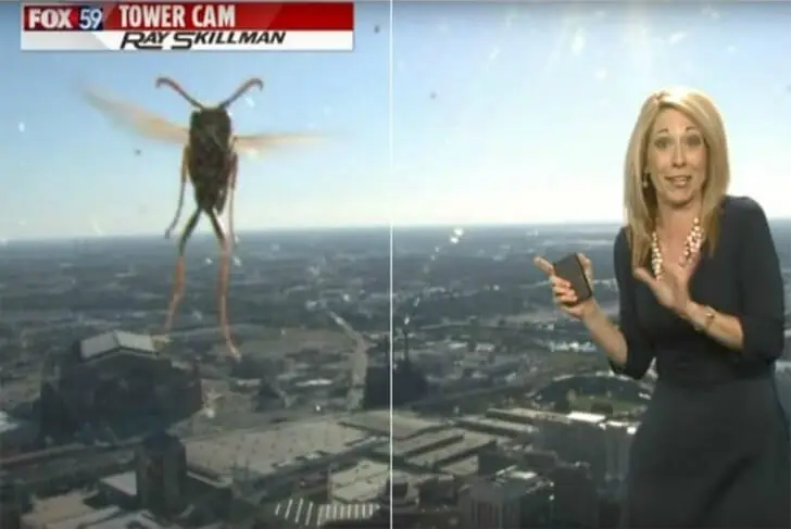 Giant Hornet Hijacks the Forecast