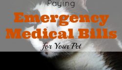 pet medical bill, emergency pet bill, pet expenses, taking care of your pet, pet hospitalization, emergency medical bill for your pet
